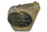 Chocolate-Brown Hollardops Trilobite - Foum Zguid, Morocco #372420-3